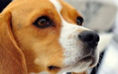 比格犬好养吗