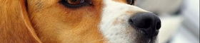 比格犬好养吗