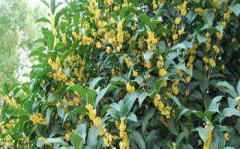 桂花树种植技术,从选种到养护的全方位指南