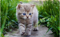 娱乐吃瓜酱猫尾巴,揭秘猫妖白茸的神奇魅力