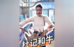 长沙杜记娱乐,探寻湘韵风情中的时尚乐园